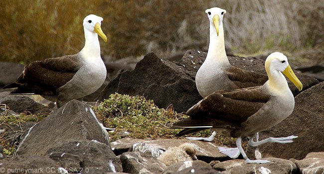 Albatros des Galapagos (Phoebetria irrorata) - Crédit photo : Putneymark CC, BY SA 2.0