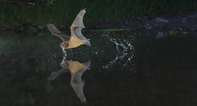 Grande Noctule (Nyctalus lasiopterus) - Crédit photo : Yoann PEYRARD