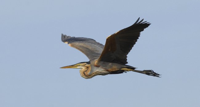 Le 7 avril 2015, 55 espèces ont été observées en migration active à la Pointe de Grave, en Gironde: parmi elles, 49 Hérons pourprés (Ardea purpurea) - Crédit photo : Nidal Issa