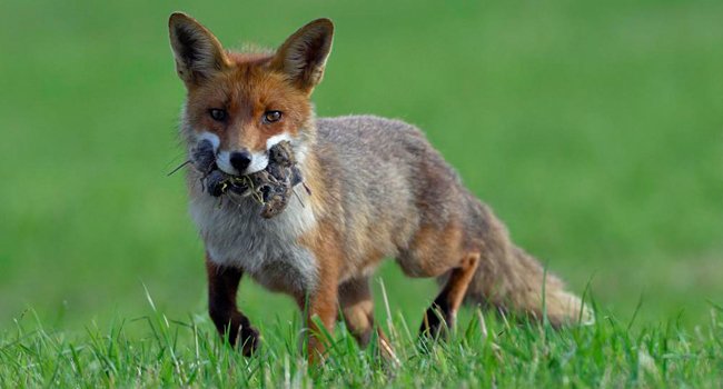 Renard roux (Vulpes vulpes) - Crédit photo : Fabrice Cahez