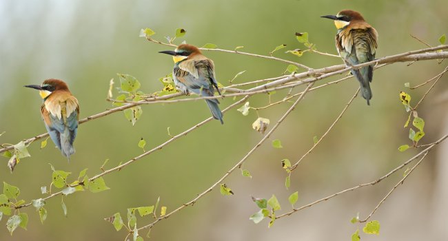 Guêpiers d’Europe (Merops apiaster) - Crédit photo : David Allemand