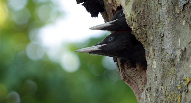 Pic noir (Dryocopus martius), image tirée du film « Des HLM pour les cavicoles »