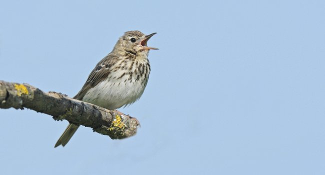 Pipit des arbres (Anthus trivialis) - Crédit photo : Nidal Issa