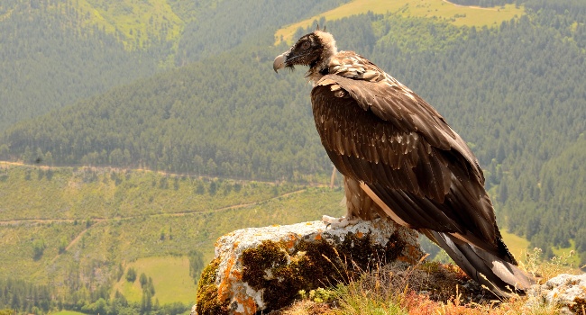 Gypaète barbu (Gypaetus barbatus) - Crédit photo : Raphael Néouze / LPO Grands Causses