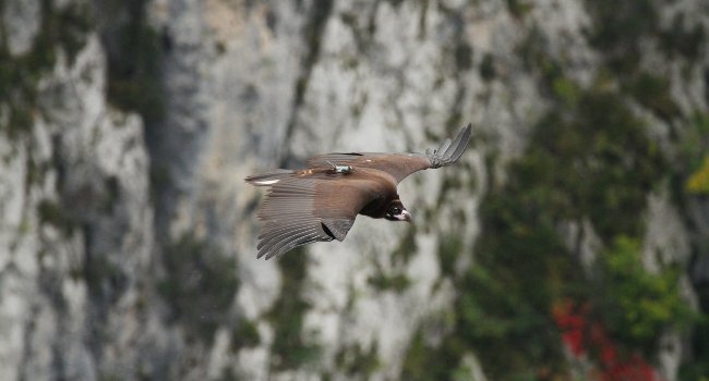 Vautour moine (Aegypius monachus), Bernardus - Crédit photo : Marc Pastouret