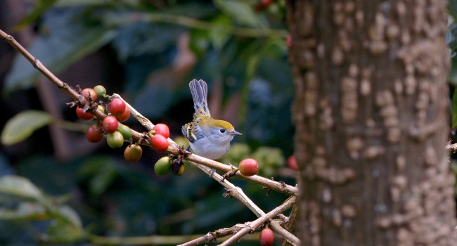 Oiseau chanteur sur un caféier (Costa-Rica) - Crédit photo : SongbirdSOS Productions Inc