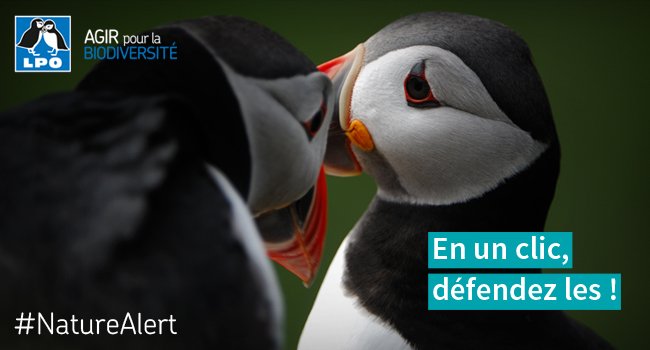 Macareux moine (Fratercula arctica) - crédit photo : Christophe Sidamon Pesson