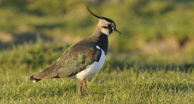 Le Vanneau huppé (Vanellus vanellus) vient de passer d’un statut mondial de préoccupation mineure à quasi menacé. En Europe, la population de Vanneau a diminué de 30-49% en 27 ans. Il souffre de l’intensification et des changements de pratiques agricoles qui réduisent fortement la productivité de l’espèce en reproduction. Crédit photo : Nidal Issa