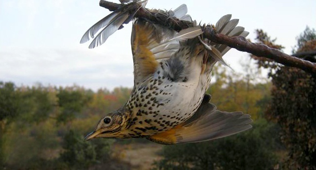 Grive musicienne (Turdus philomelos) - Crédit photo : CABS