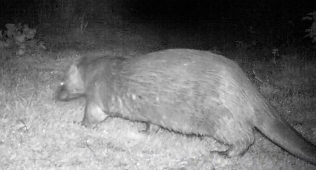 Loutre d’Europe (Lutra lutra) - Réserve Naturelle du marais d’Yves