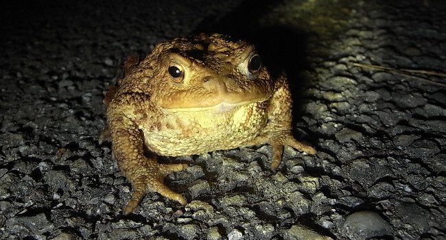 Crapaud commun (Bufo bufo) – Crédit photo : Geispe