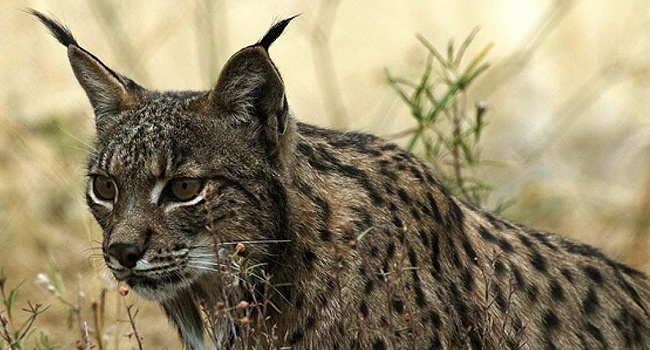 Lynx ibérique (Lynx pardinus) - Crédit photo : Programa de Conservación Ex-situ del Lince Ibérico