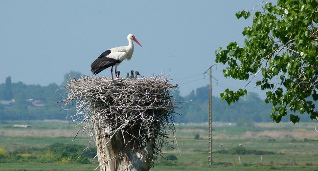 Cigogne blanche (Ciconia Ciconia) - Crédit photo  Michel Caupenne