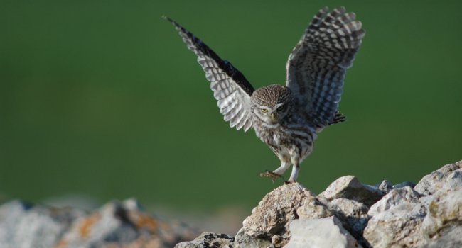 Chevêche d'Athéna (Athene noctua) - Crédit Christian Fosserat