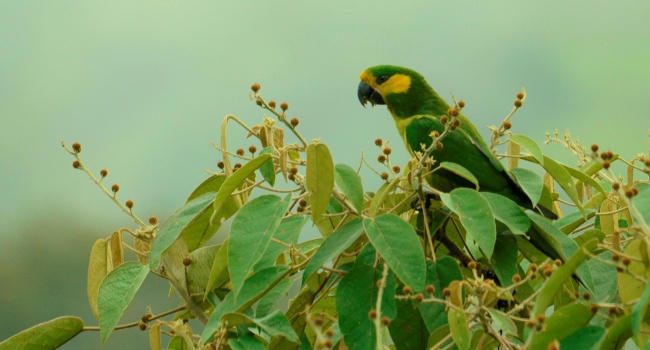 La Conure à joues d'or (Ognorhynchus icterotis), Colombie - Crédit photo : Xavier Amigo / Ecuador Experience