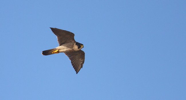 Faucon pèlerin (Falco peregrinus) - Armel Deniau