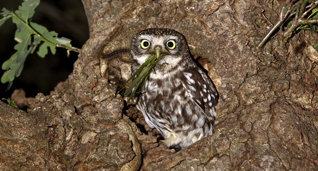 Chevêche d'Athéna (Athene noctua) - Crédit photo : Emile Barbelette