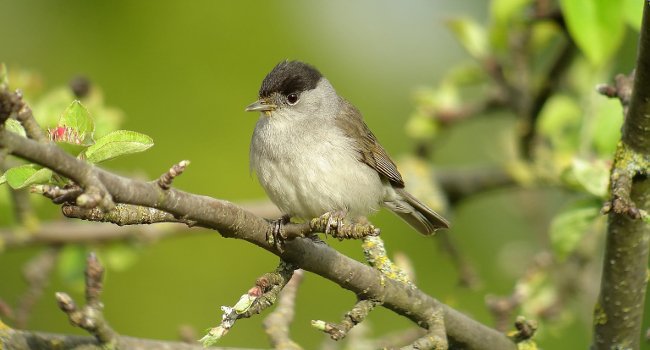 Fauvette à tête noire (Sylvia atricapilla) - Crédit photo : Fabrice Croset