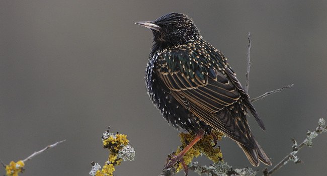 Etourneau sansonnet (Sturnus vulgaris) - Crédit photo : F. Cahez