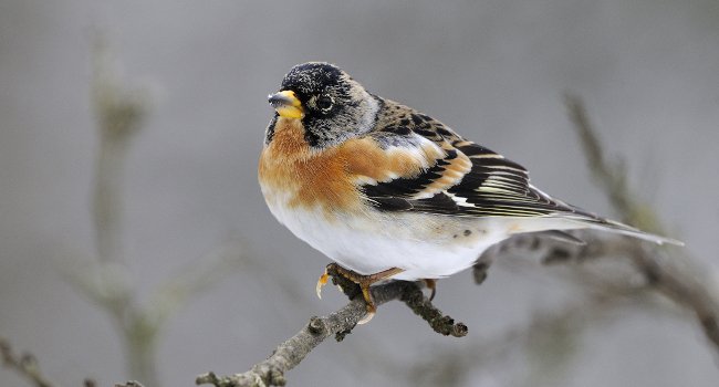 Pinson du Nord (Fringilla montifringilla) - Crédit photo : F. Cahez