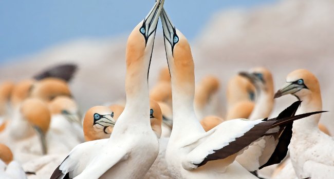 Fous du Cap (Morus capensis) - Crédit photo : Yves Thonnérieux