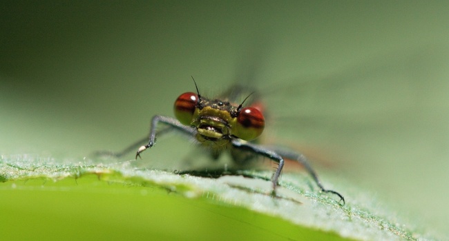 Nymphe au corps de feu (Pyrrhosoma nymphula) - Crédit photo : Olivier Reisinger