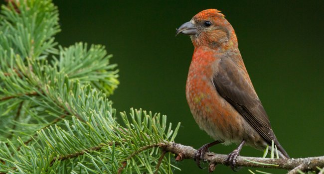 Bec-croisé des sapins (Loxia curvirostra) - Crédit photo : Natur'Ailes