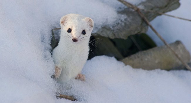 Hermine (Mustela erminea) - Crédit photo : Natur'Ailes