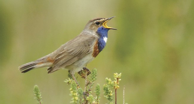 Gorgebleue à miroir (Luscinia svecica) - Crédit photo : Fabrice Croset 