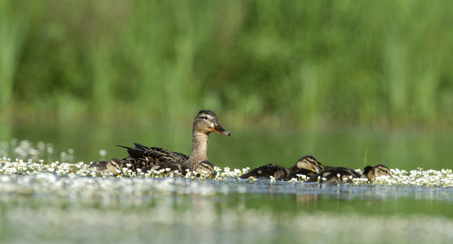 Canards colvert (Anas platyrhynchos) - Crédit : Fabrice Cahez