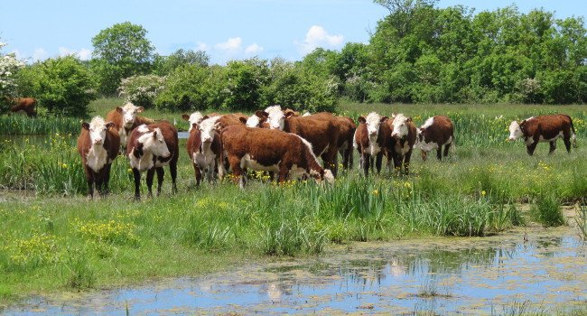 Vaches au pâturage en zone humide - Crédit photo : Rémi Chalmel / LPO