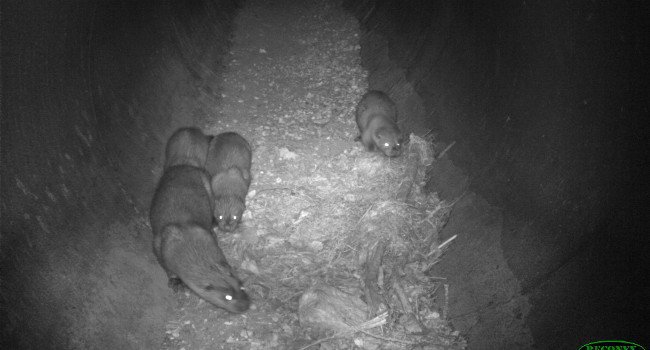 Loutre et loutrons d’Europe (Lutra lutra) - crédit photo : LPO/ASF