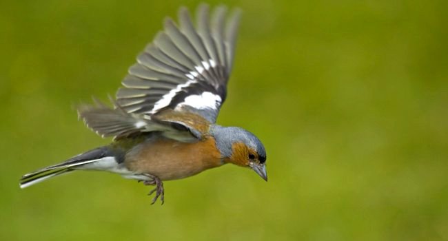 Pinson des arbres (Fringilla coelebs) - Crédit photo : David Allemand