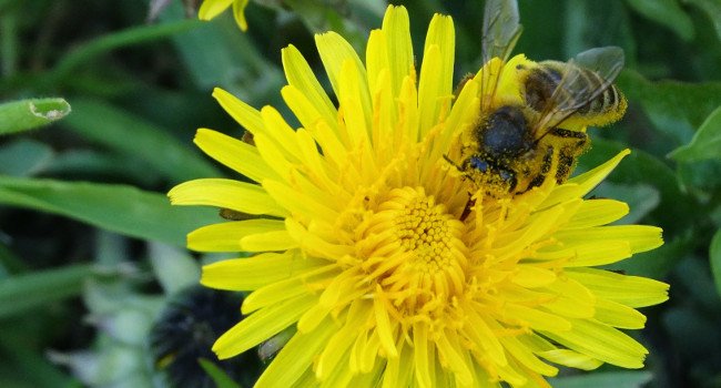 Abeille domestique (Apis mellifera) - Crédit photo LPO