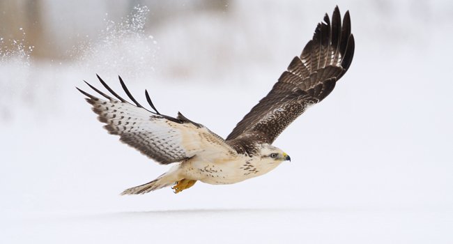 Buse variable (Buteo buteo) - crédit photo : Fabrice Cahez