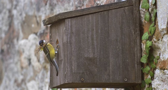 Mésange charbonnière (Parus major) - Crédit photo : Cécile Rousse