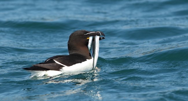 Pingouin torda (Alca torda) et lançons - Crédit photo : Armel Deniau / LPO