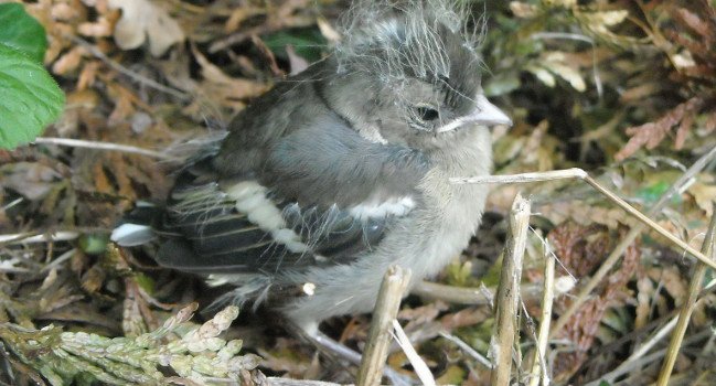 	Pinson des arbres (Fringilla coelebs) - Crédit photo : Geffroy