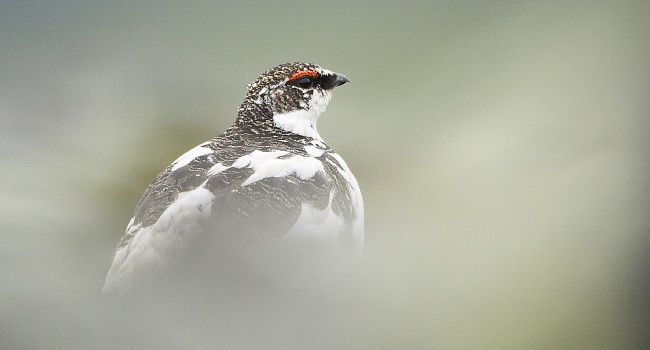 Lagopède alpin (Lagopus muta) - Crédit photo : David Allemand