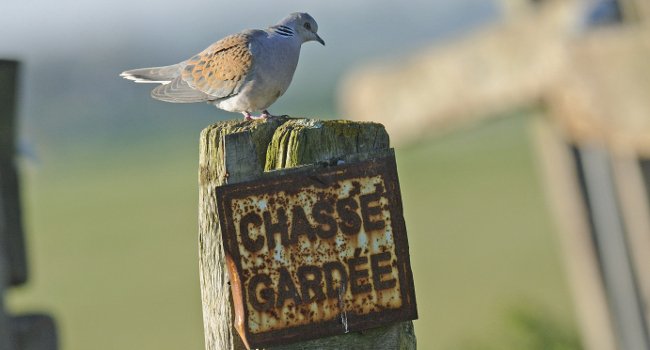 Tourterelle des bois (Streptopelia turtur) - Crédit photo : Nidal Issa