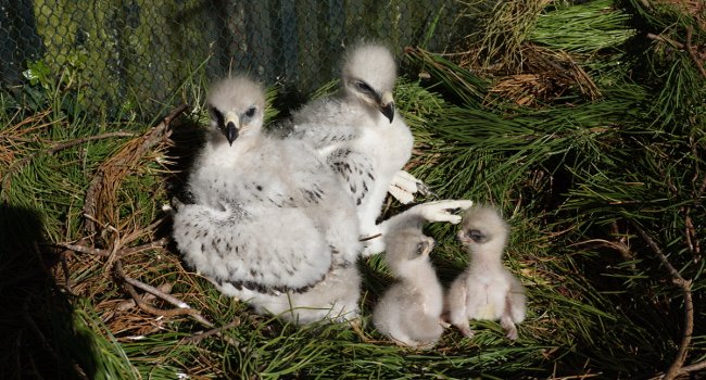 Aigles de Bonelli (Aquila fasciata) : Verdun, Argonne, Ardennes, Craonne - Crédit photo : Christian Pacteau