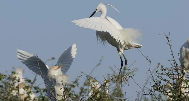 Héron garde-bœufs (Bubulcus ibis) et Aigrette garzette (Egretta garzetta) - Crédit photo : Nidal Issa