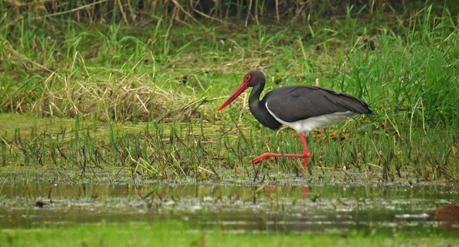 Cigogne noire (Ciconia nigra) - Crédit photo : Fabrice Croset