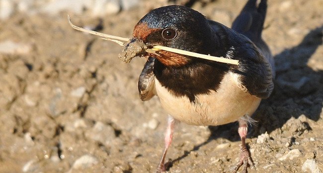 Hirondelle rustique (Hirundo rustica) - Crédit photo : J. Bisetti