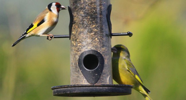 Chardonneret élégant (Carduelis carduelis) et Verdier d'Europe (Chloris chloris) - Crédit photo : Joel Huet