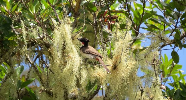 Bulbul orphée (Pycnonotus jocosus), La Rénuion - Crédit photo : Anne-France Touveron / LPO