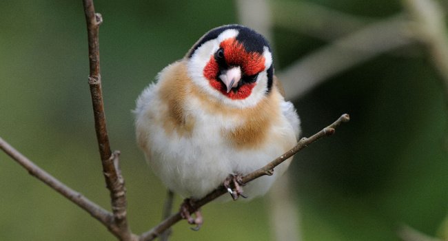 Chardonneret élégant (Carduelis carduelis) - Crédit photo : Fabrice Cahez