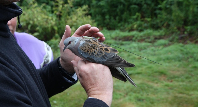 Tourterelle des bois (Streptopelia turtur), Titan - Crédit photo : RSPB