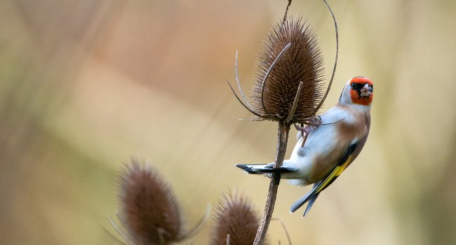 Chardonneret élégant (Carduelis carduelis) - Crédit photo : Jean Jacques Carlier