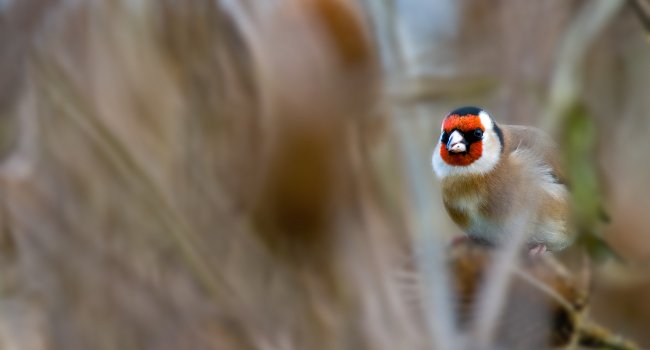 Chardonneret élégant (Carduelis carduelis) - Crédit photo : Jean Jacques Carlier
